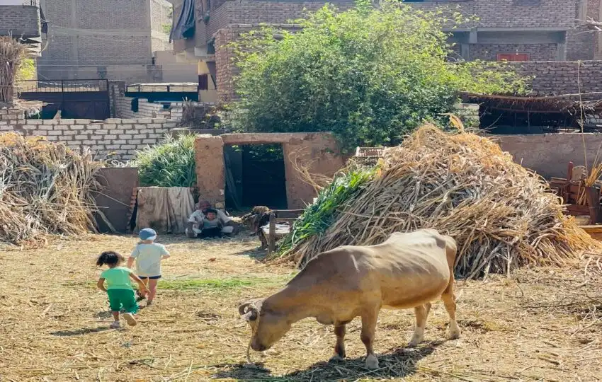 The kids play with the animals in the farm