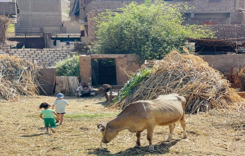 The kids play with the animals in the farm