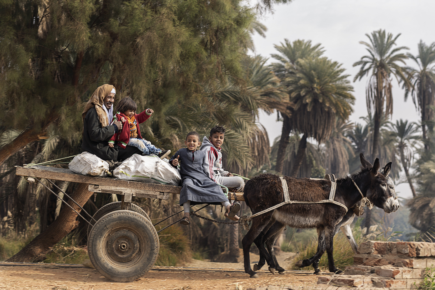 Donkeys in Upper Egypt