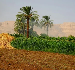 luxor Day Tour: Farm Life Experience in Luxor Countryside