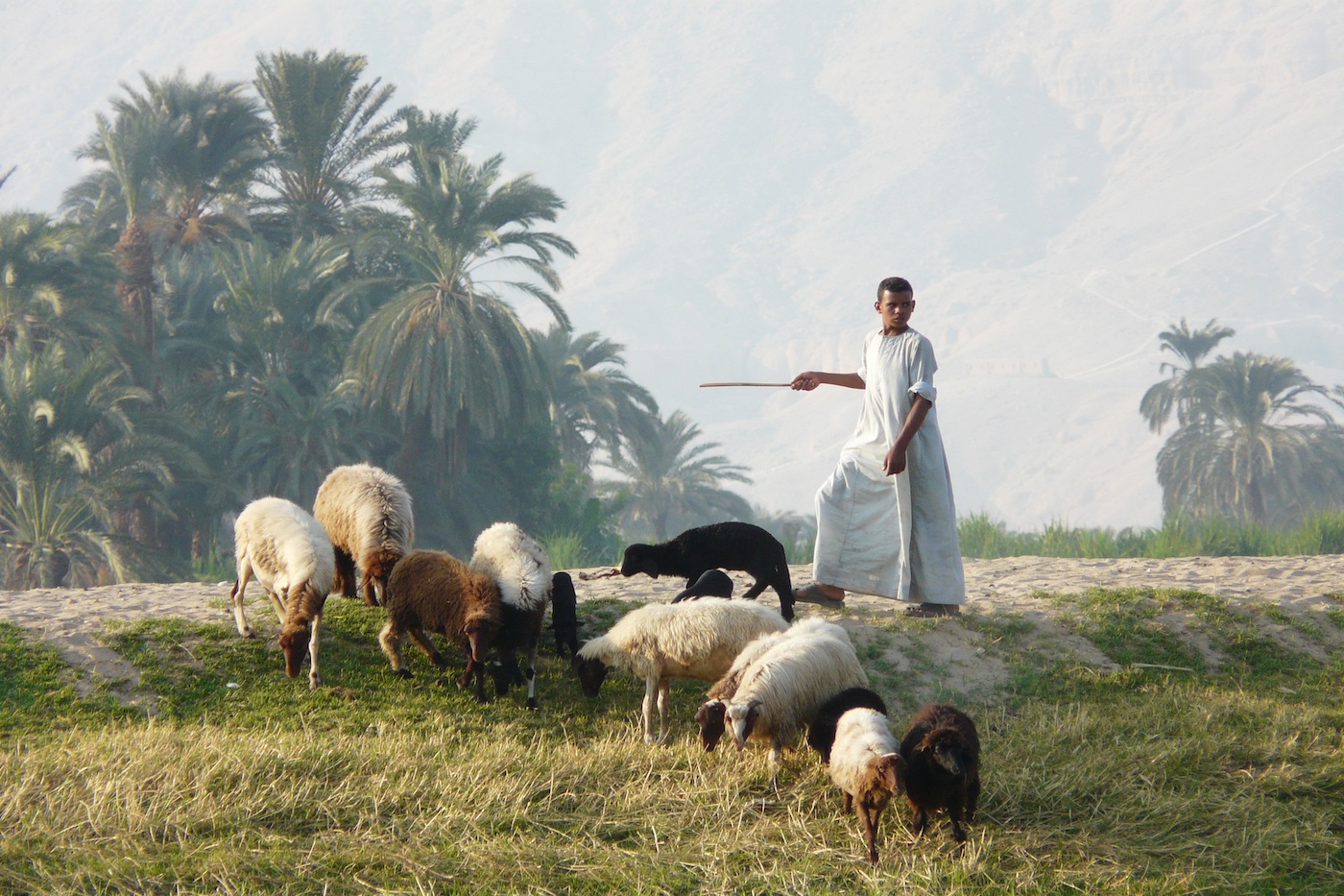 Egyptian Farmer in Luxor