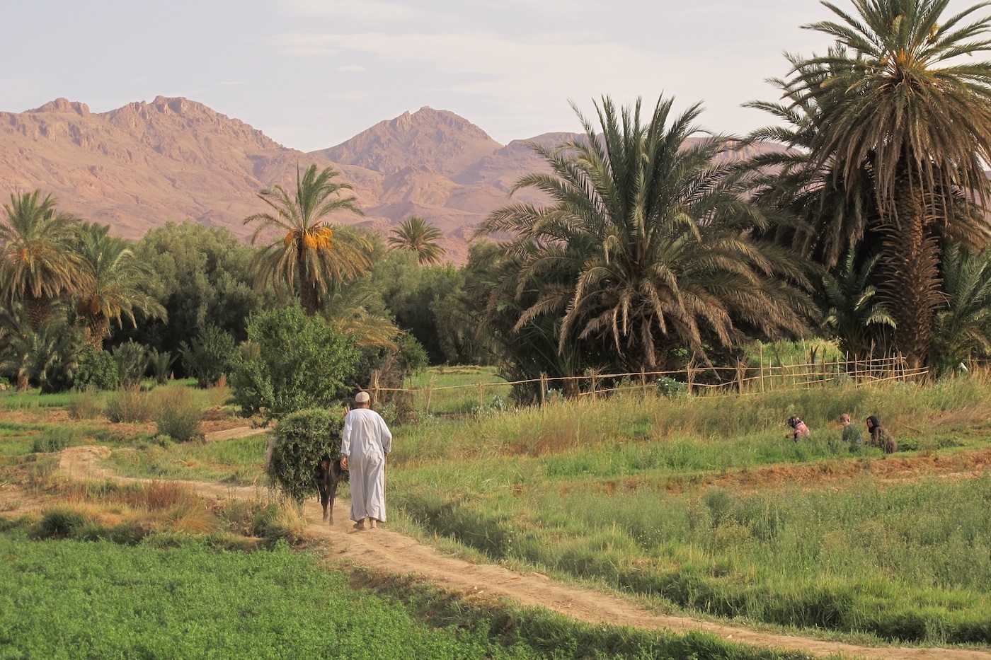 Egyptian Farmer