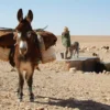 Donkeys in Upper Egypt