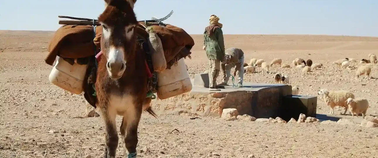 Donkeys in Upper Egypt