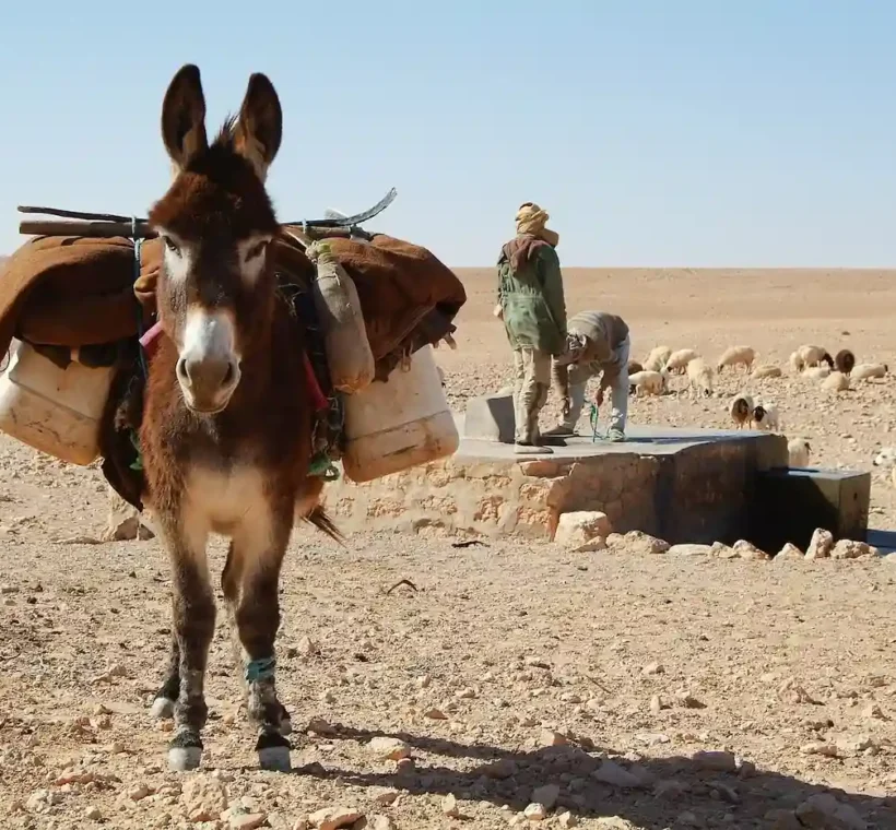 Donkeys in Upper Egypt