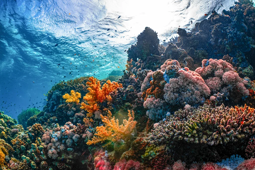 Colorful coral reef in the Red Sea near Hurghada excursion — ideal for snorkeling and diving excursions
