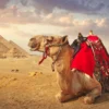 Egypt Travel Tour Packages