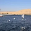 Nile River near Aswan HIgh Dam Egypt with desert dunes and a traditional sailboat