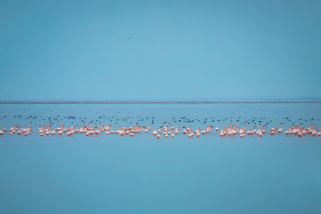 Flock of pink flamingos wading in a shallow lagoon, similar to Egypt's Fayoum and Zaranik wetland habitats - Egypt birding tour