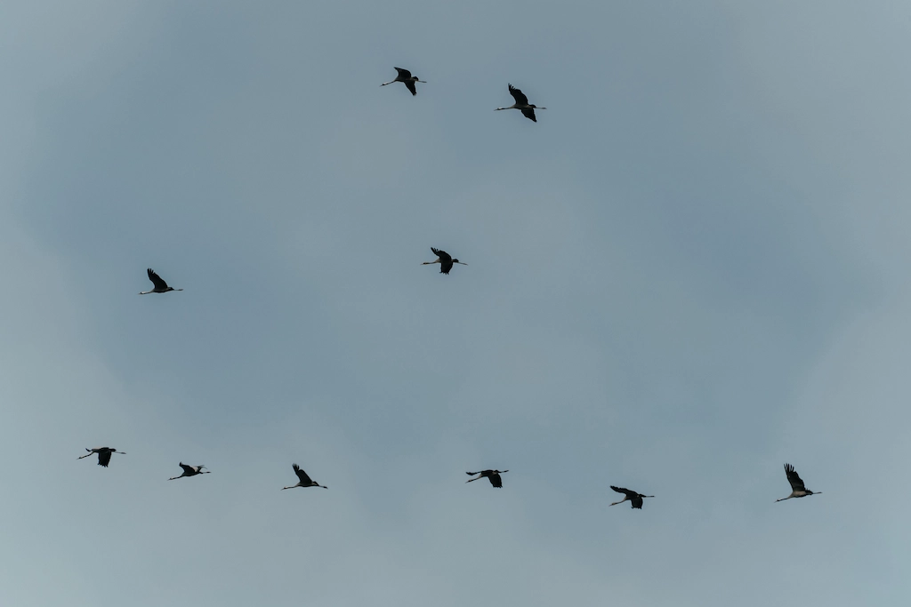 Egypt birding tour - Flock of migratory birds flying in formation, part of Egypt's great raptor and stork migration