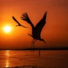 Egypt birding tour - Storks taking flight over water at sunset, capturing the spirit of an Egypt birding tour