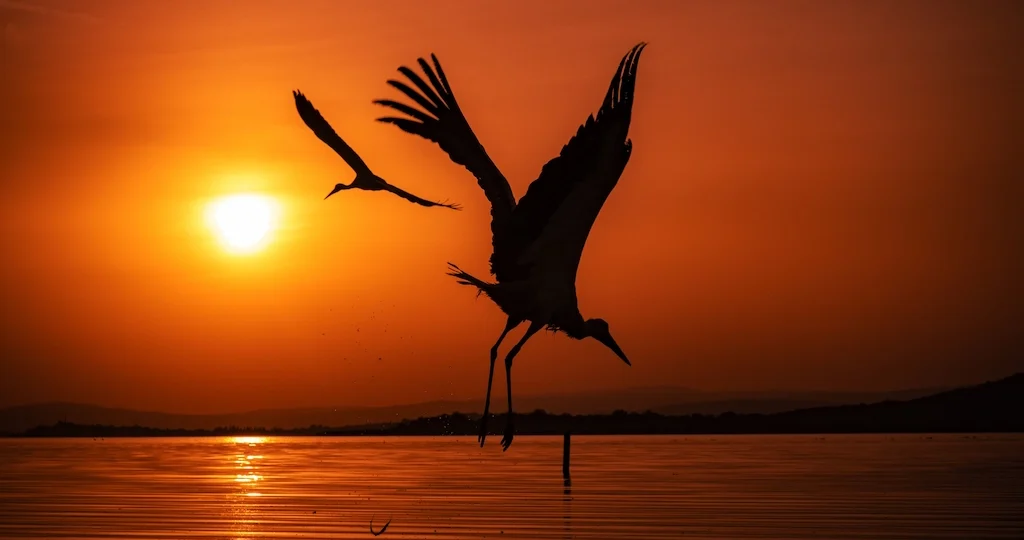 Egypt birding tour - Storks taking flight over water at sunset, capturing the spirit of an Egypt birding tour