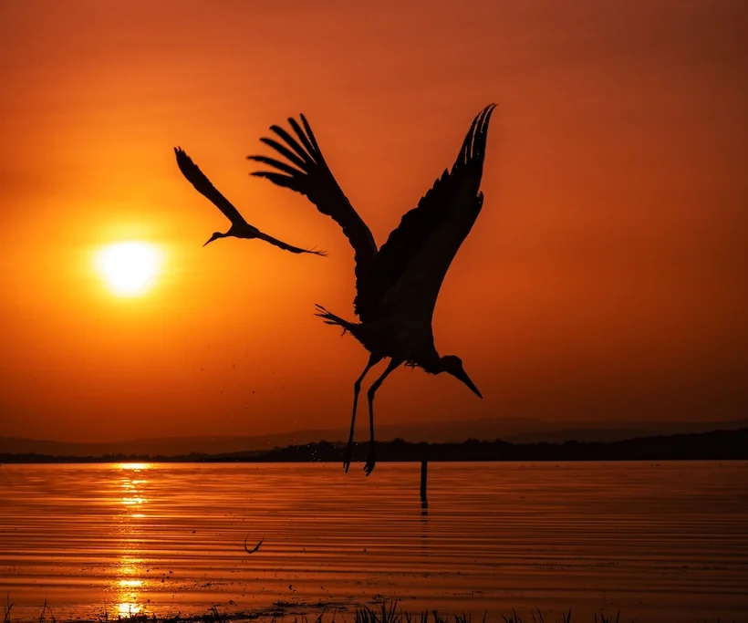 Egypt birding tour - Storks taking flight over water at sunset, capturing the spirit of an Egypt birding tour