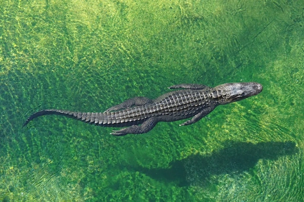  Nile crocodile swimming in Lake Nasser waters near Aswan High Dam Egypt