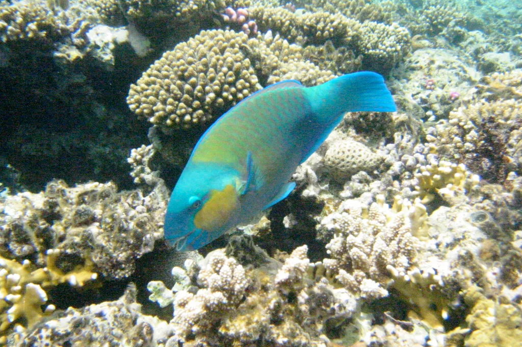 Christmas beach vacation ideas: coral reef and fish in the Red Sea
