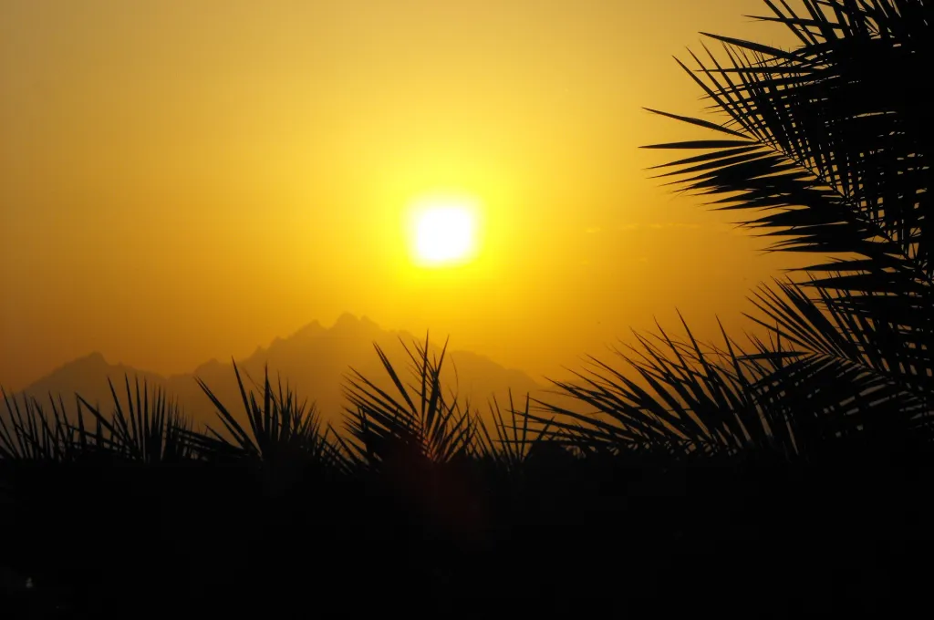 Goldener Sonnenuntergang in Hurghada, gerahmt von Palmwedeln