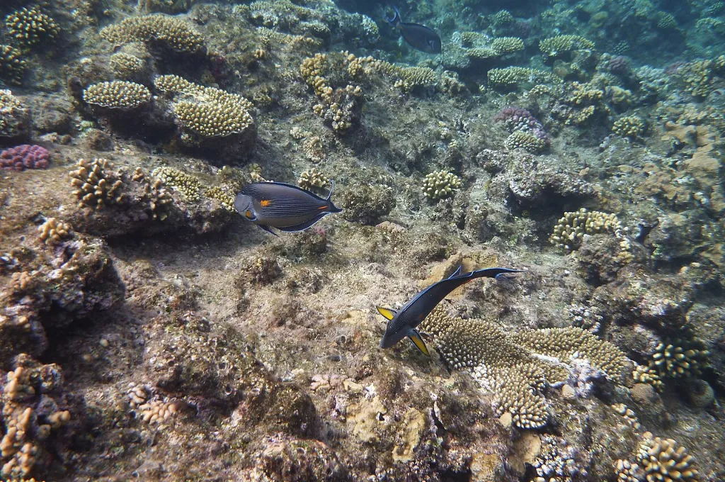 Récif corallien et poissons de la mer Rouge observés en snorkeling pendant des vacances de Noël à Hurghada